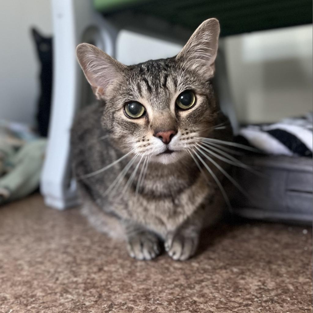 Davey, an adoptable Domestic Short Hair in Harrisville, WV, 26362 | Photo Image 1