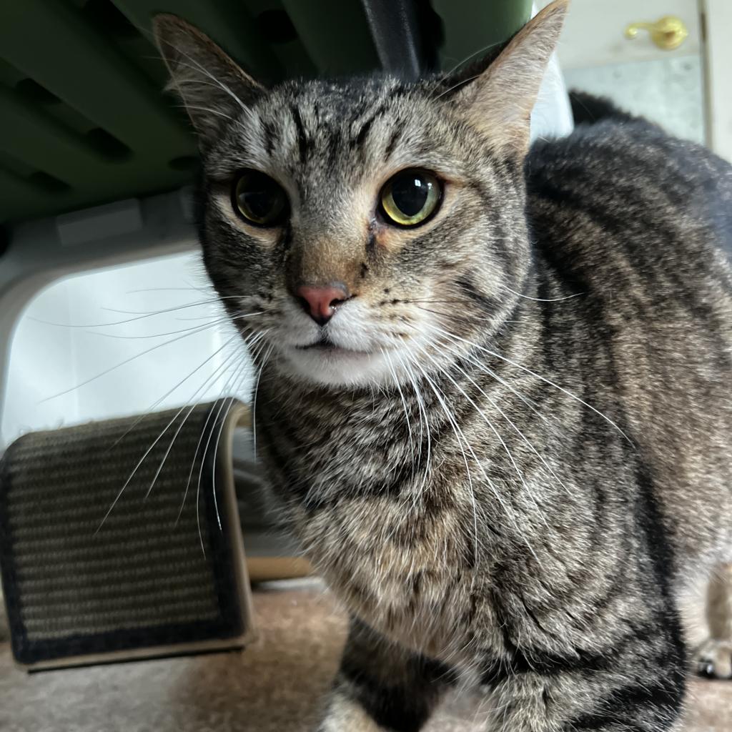 Davey, an adoptable Domestic Short Hair in Harrisville, WV, 26362 | Photo Image 2