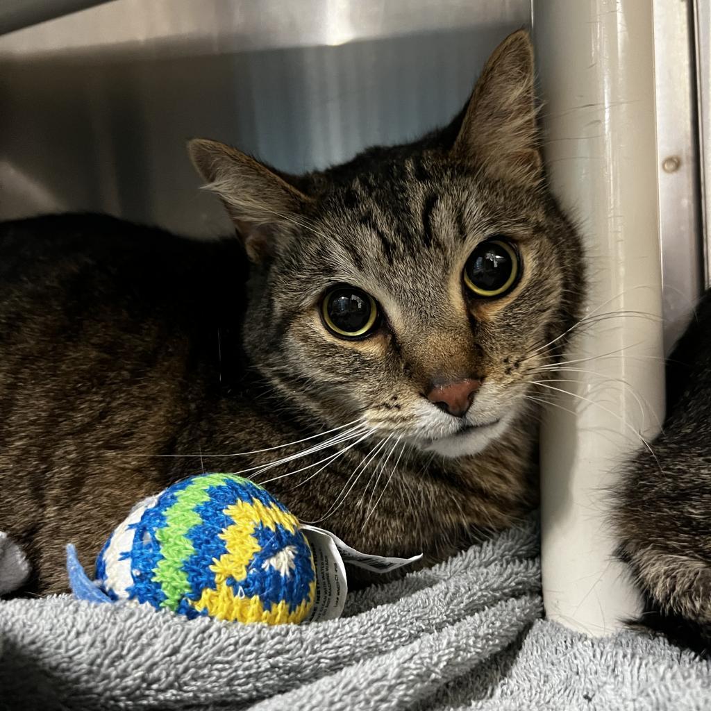 Davey, an adoptable Domestic Short Hair in Harrisville, WV, 26362 | Photo Image 3