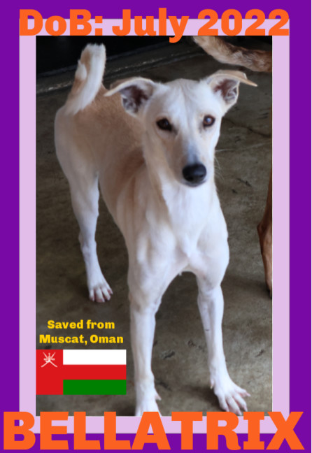 BELLATRIX - Oman, an adoptable Italian Greyhound, Saluki in Sebec, ME, 04481 | Photo Image 1