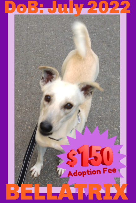 BELLATRIX - $150, an adoptable Italian Greyhound, Saluki in Sebec, ME, 04481 | Photo Image 1