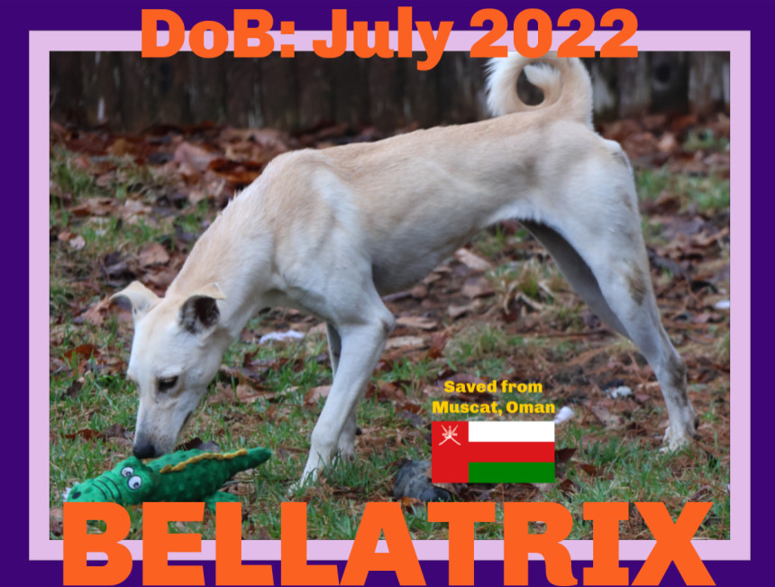 BELLATRIX - Oman, an adoptable Whippet, Saluki in Sebec, ME, 04481 | Photo Image 2