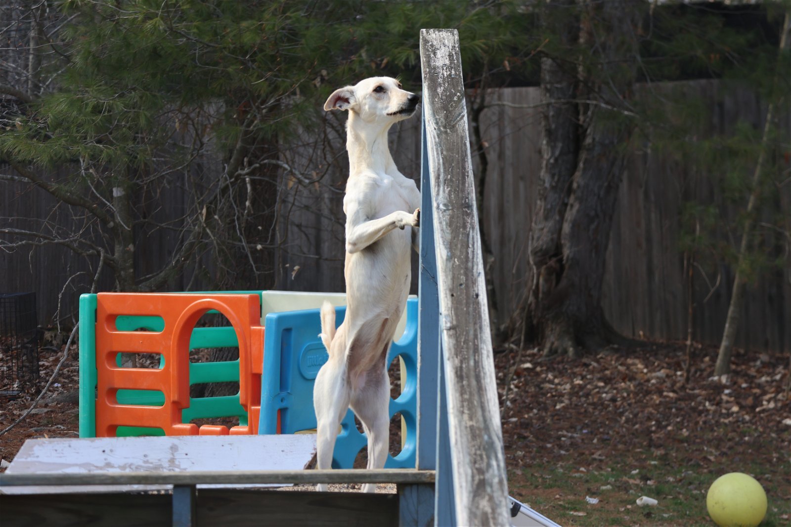 BELLATRIX - $400, an adoptable Italian Greyhound, Saluki in Sebec, ME, 04481 | Photo Image 3