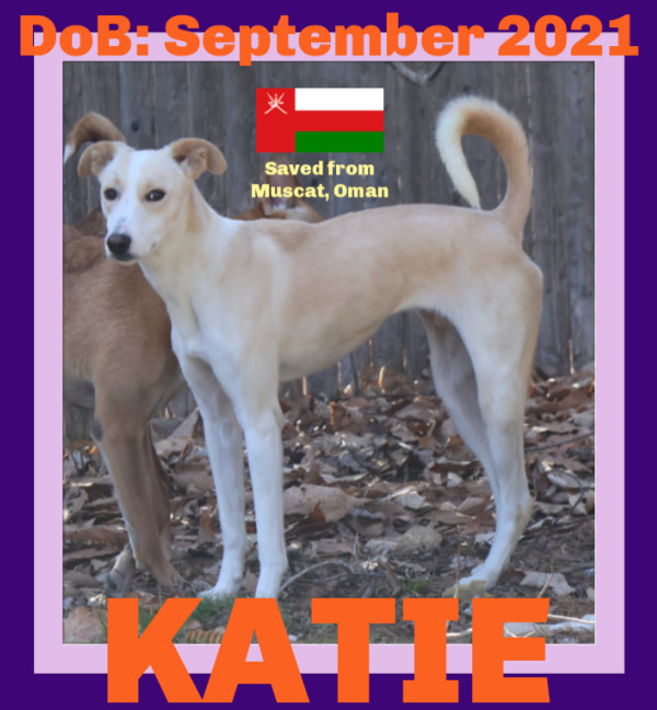 KATIE - Oman, an adoptable Saluki in Sebec, ME, 04481 | Photo Image 1
