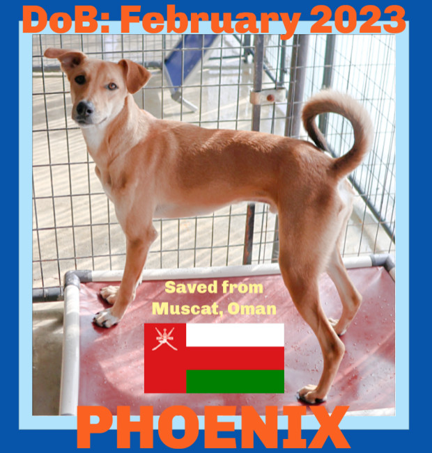 PHOENIX - Oman, an adoptable Saluki in Sebec, ME, 04481 | Photo Image 1
