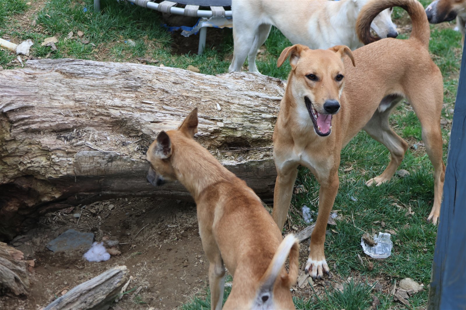 PHOENIX - $400, an adoptable German Shepherd Dog, Greyhound in Sebec, ME, 04481 | Photo Image 2