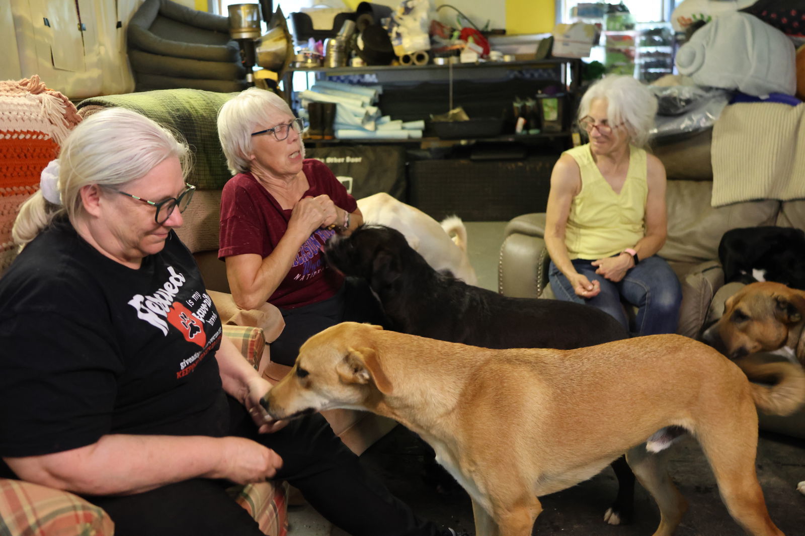 PHOENIX - $150, an adoptable German Shepherd Dog, Greyhound in Sebec, ME, 04481 | Photo Image 2