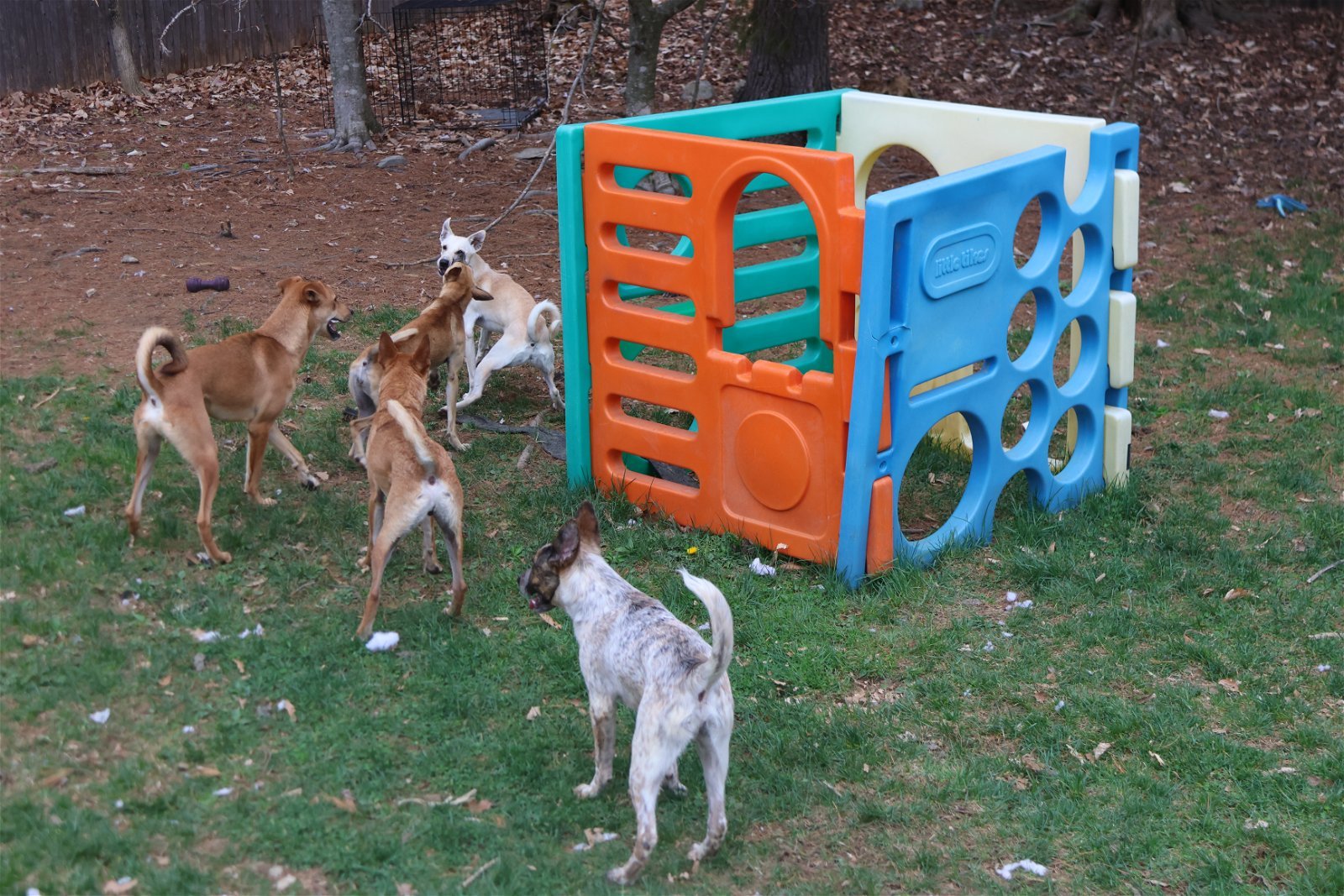 PHOENIX - $400, an adoptable German Shepherd Dog, Greyhound in Sebec, ME, 04481 | Photo Image 3
