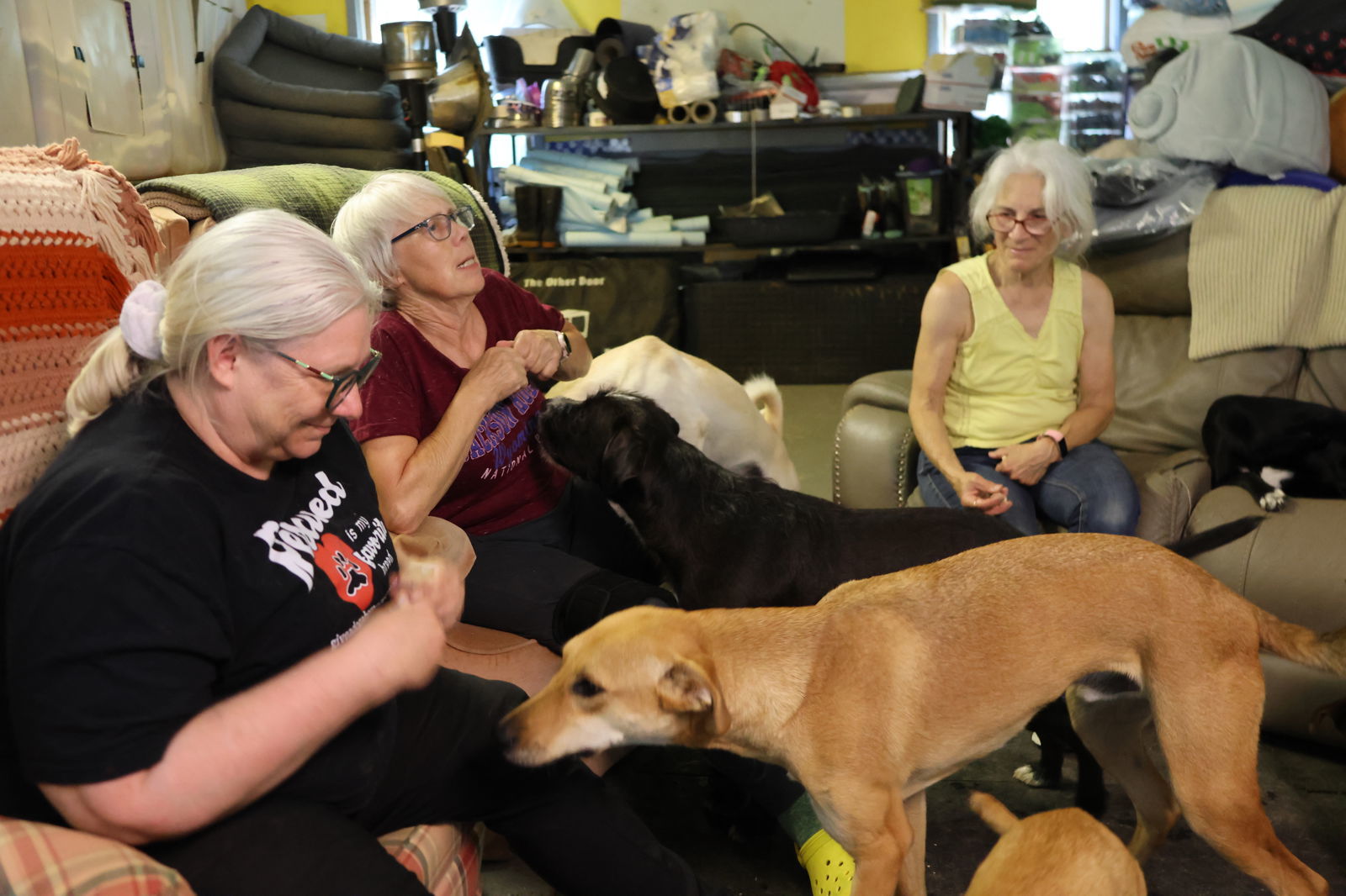 PHOENIX - $150, an adoptable German Shepherd Dog, Greyhound in Sebec, ME, 04481 | Photo Image 3