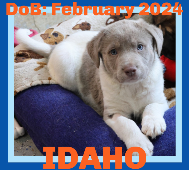 IDAHO, an adoptable Labrador Retriever in Sebec, ME, 04481 | Photo Image 1