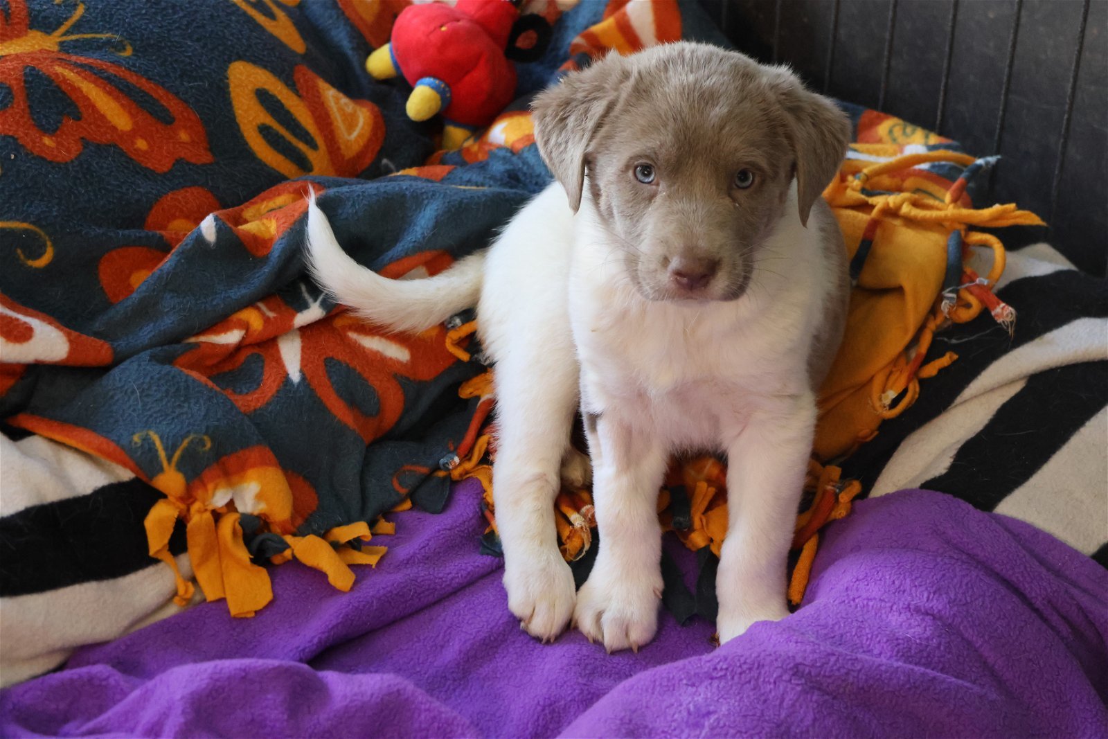 IDAHO, an adoptable Labrador Retriever in Sebec, ME, 04481 | Photo Image 2