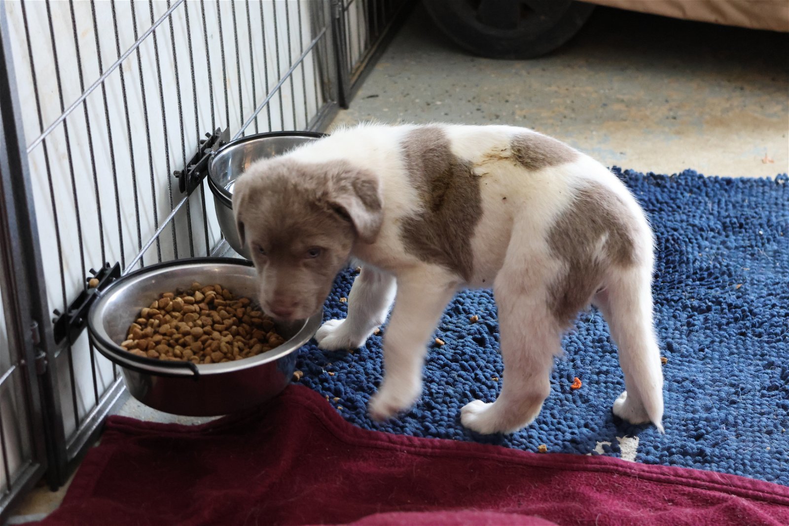 IDAHO, an adoptable Labrador Retriever in Sebec, ME, 04481 | Photo Image 3