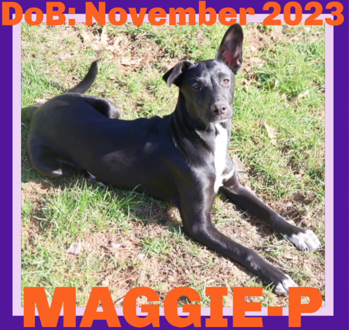 MAGGIE-PIERCE, an adoptable Italian Greyhound, Collie in Sebec, ME, 04481 | Photo Image 1