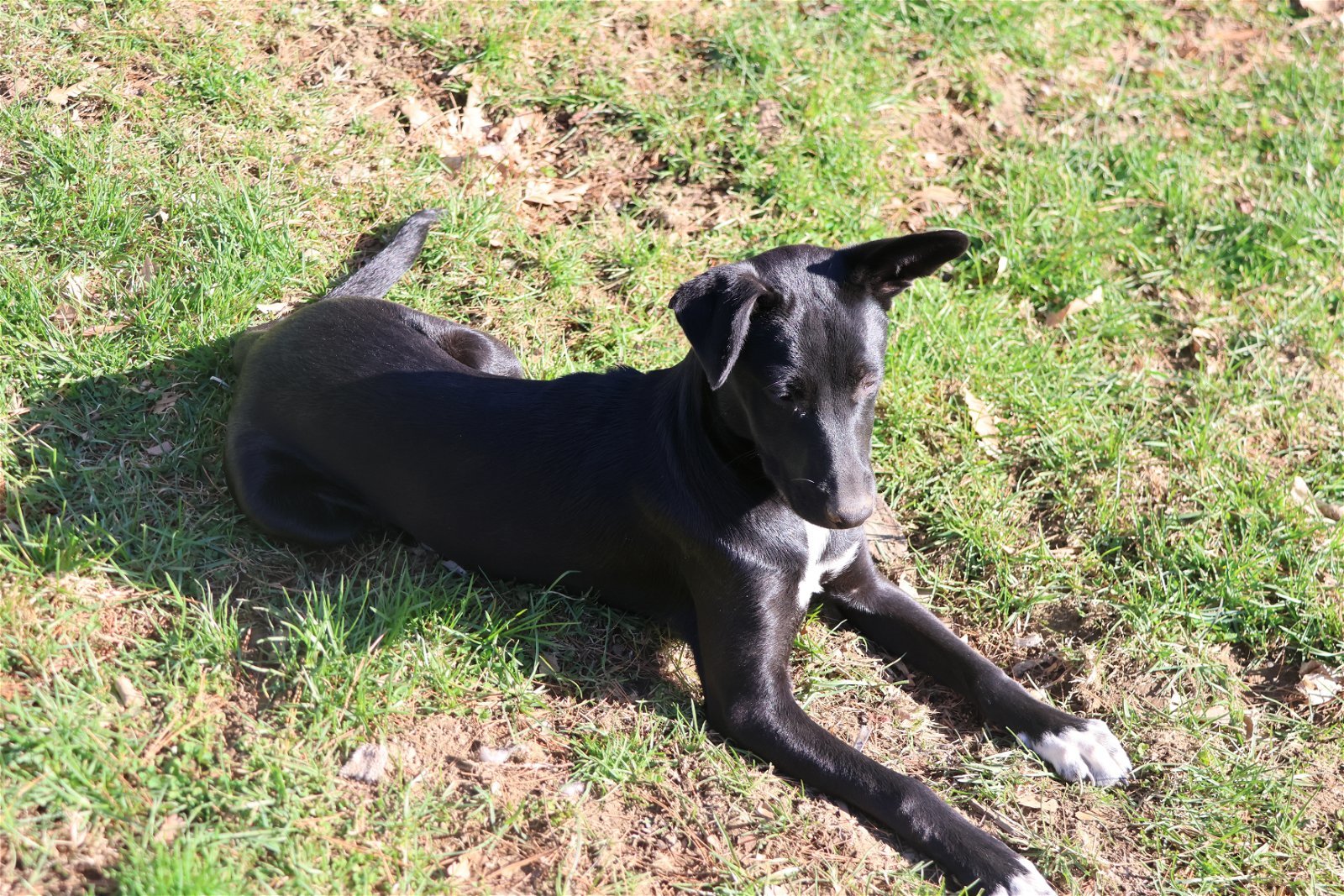MAGGIE-PIERCE, an adoptable Italian Greyhound, Collie in Sebec, ME, 04481 | Photo Image 2