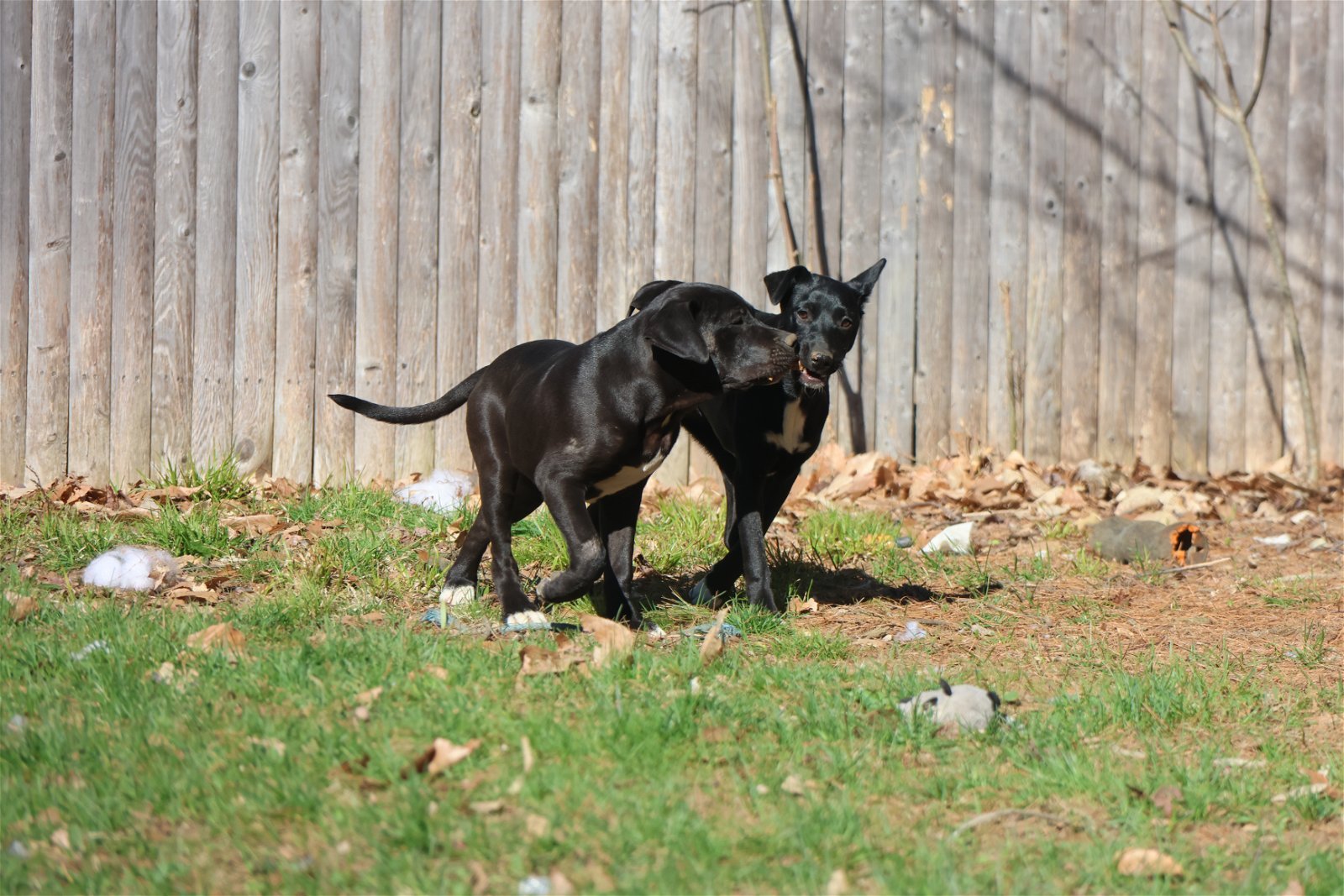 MAGGIE-PIERCE, an adoptable Italian Greyhound, Collie in Sebec, ME, 04481 | Photo Image 3