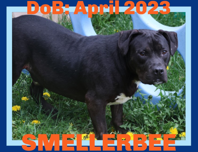 SMELLERBEE, an adoptable Pit Bull Terrier in Sebec, ME, 04481 | Photo Image 1