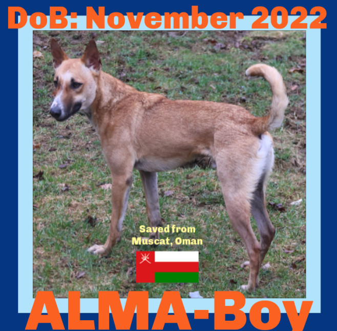 ALMA-Boy - $400, an adoptable Black Mouth Cur, Saluki in Sebec, ME, 04481 | Photo Image 1