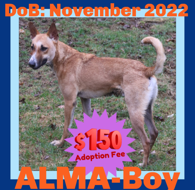 ALMA-Boy - $150, an adoptable German Shepherd Dog, Saluki in Sebec, ME, 04481 | Photo Image 2