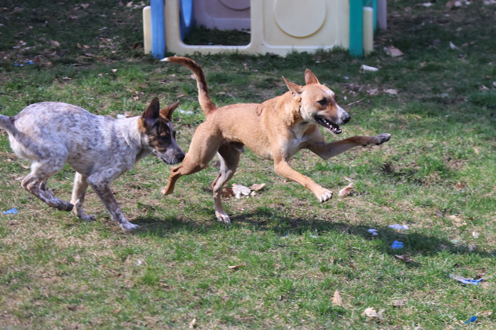 ALMA-Boy - $150, an adoptable German Shepherd Dog, Saluki in Sebec, ME, 04481 | Photo Image 4