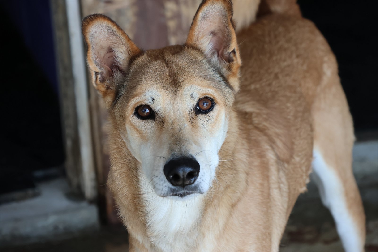 KAI - Amputee - Oman, an adoptable German Shepherd Dog, Saluki in Sebec, ME, 04481 | Photo Image 2
