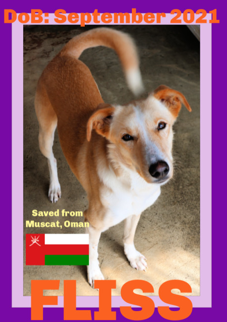 FLISS - Oman, an adoptable Saluki in Sebec, ME, 04481 | Photo Image 1