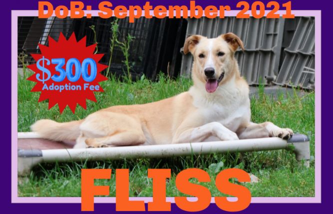 Dog for adoption - FLISS - $300, a German Shepherd Dog & Saluki Mix in ...