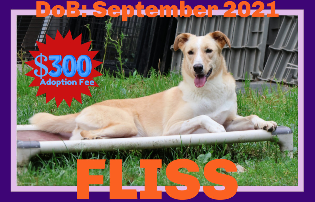 FLISS - $300, an adoptable German Shepherd Dog, Saluki in Sebec, ME, 04481 | Photo Image 1