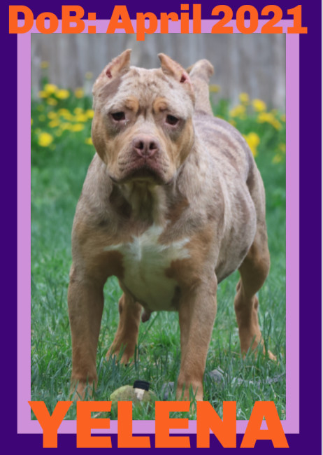 YELENA, an adoptable Pit Bull Terrier in Sebec, ME, 04481 | Photo Image 1