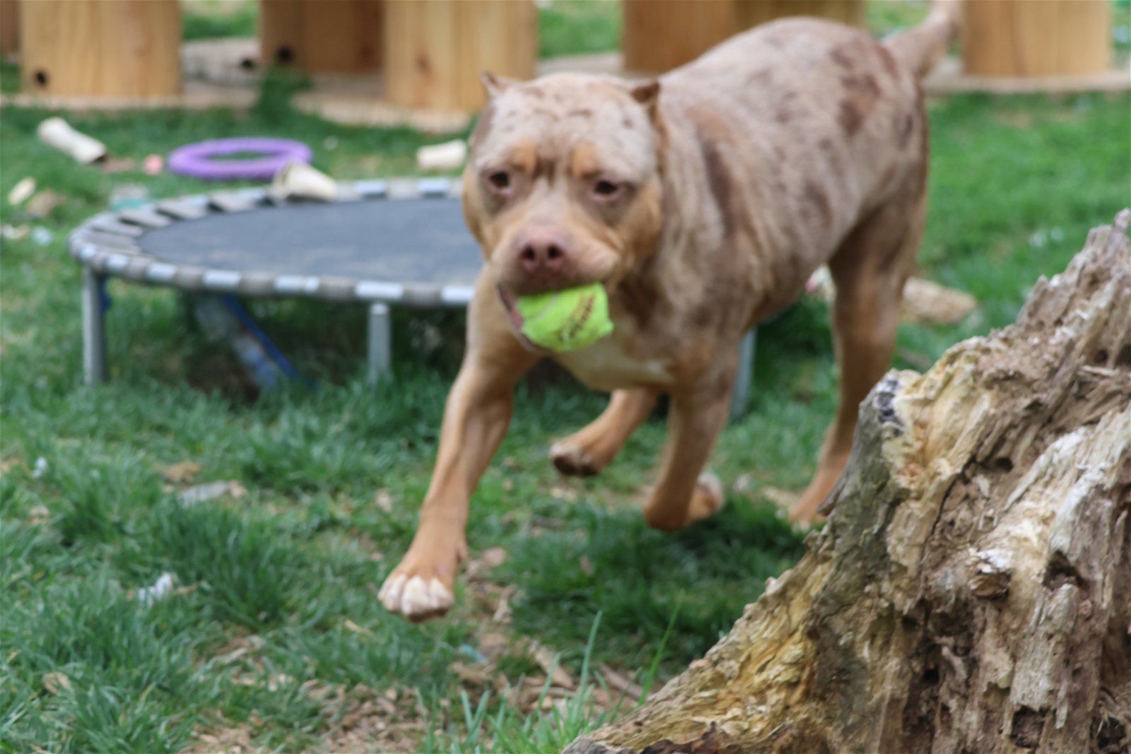 YELENA, an adoptable Pit Bull Terrier in Sebec, ME, 04481 | Photo Image 3