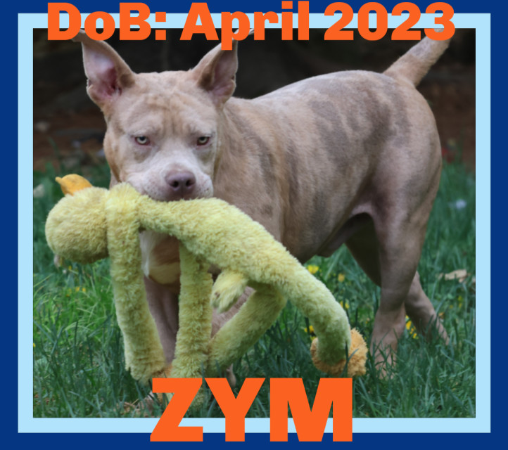 ZYM, an adoptable Pit Bull Terrier in Sebec, ME, 04481 | Photo Image 1