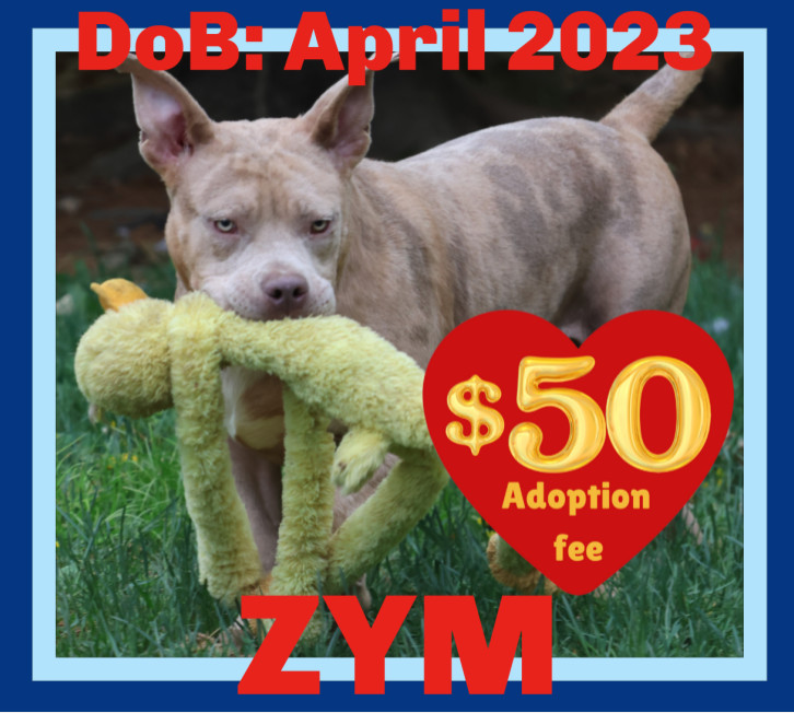 ZYM -$100, an adoptable American Staffordshire Terrier, American Bulldog in Sebec, ME, 04481 | Photo Image 1