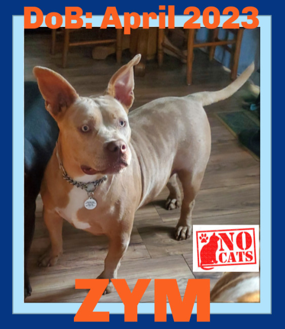 ZYM -$100, an adoptable American Staffordshire Terrier, American Bulldog in Sebec, ME, 04481 | Photo Image 2