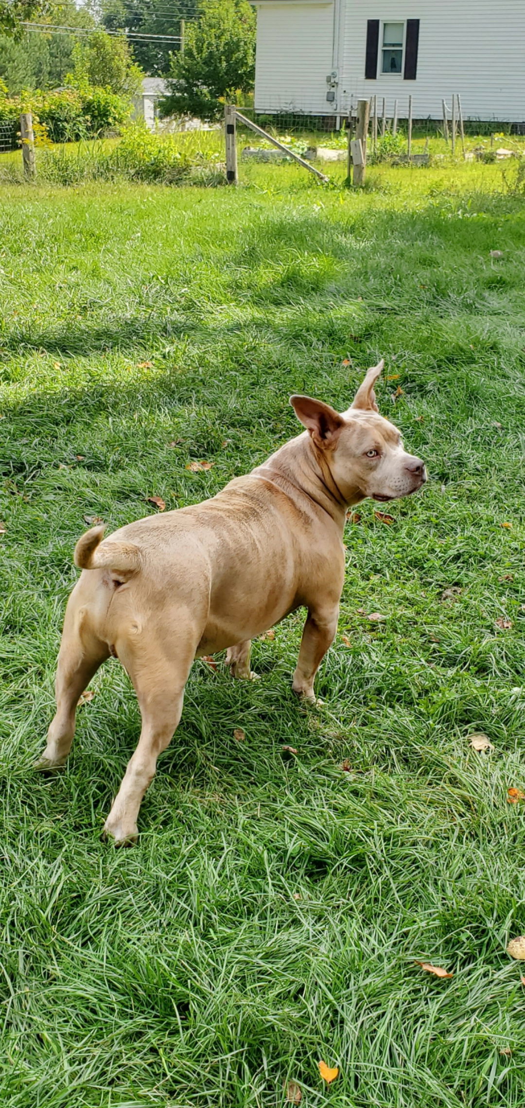 ZYM -$100, an adoptable American Staffordshire Terrier, American Bulldog in Sebec, ME, 04481 | Photo Image 3