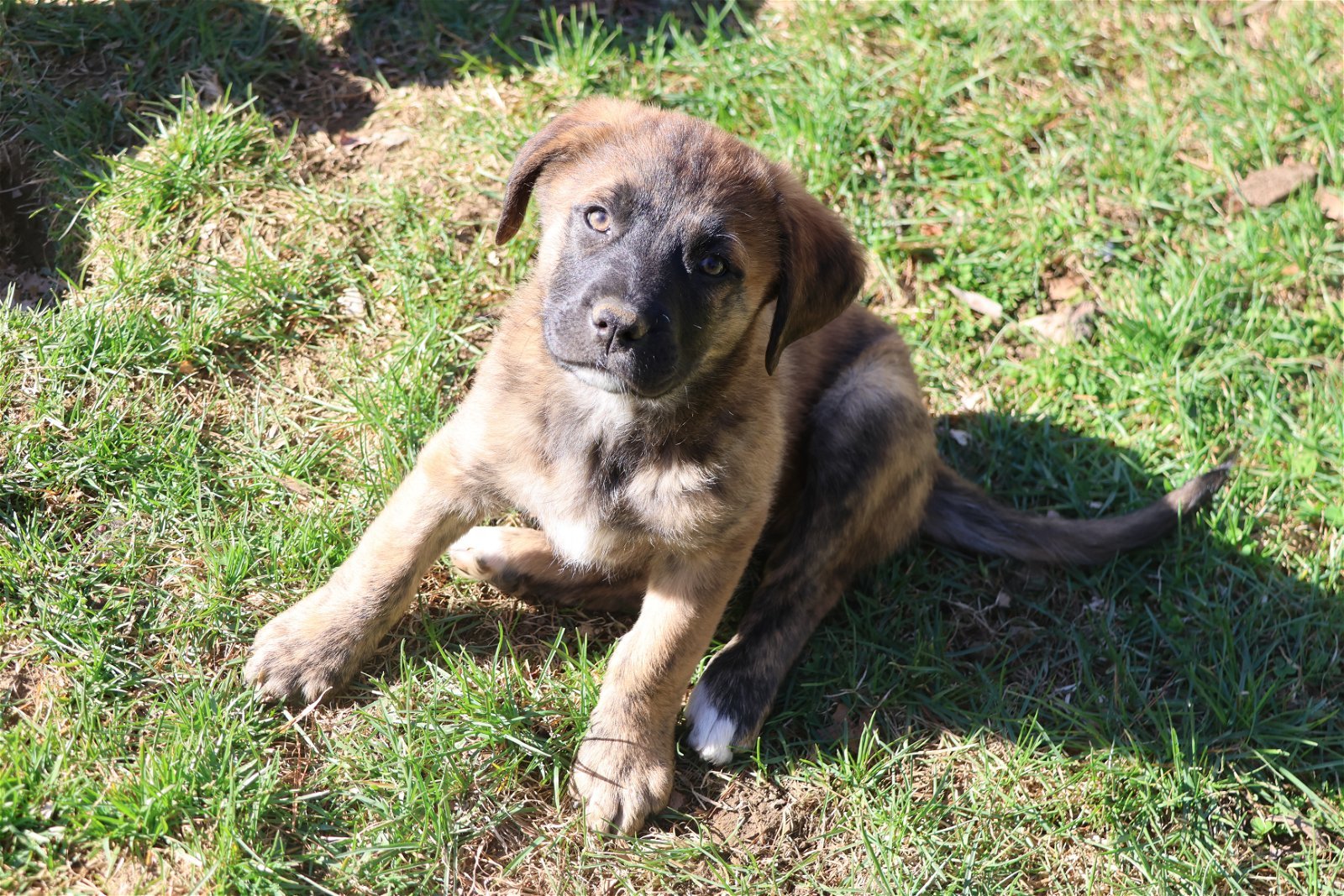 POTATO, an adoptable Labrador Retriever in Sebec, ME, 04481 | Photo Image 2