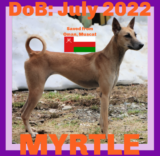 MYRTLE - Oman, an adoptable Whippet, Saluki in Sebec, ME, 04481 | Photo Image 1
