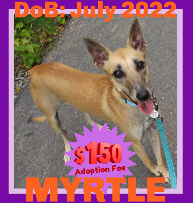 MYRTLE - $150, an adoptable Italian Greyhound, Saluki in Sebec, ME, 04481 | Photo Image 1