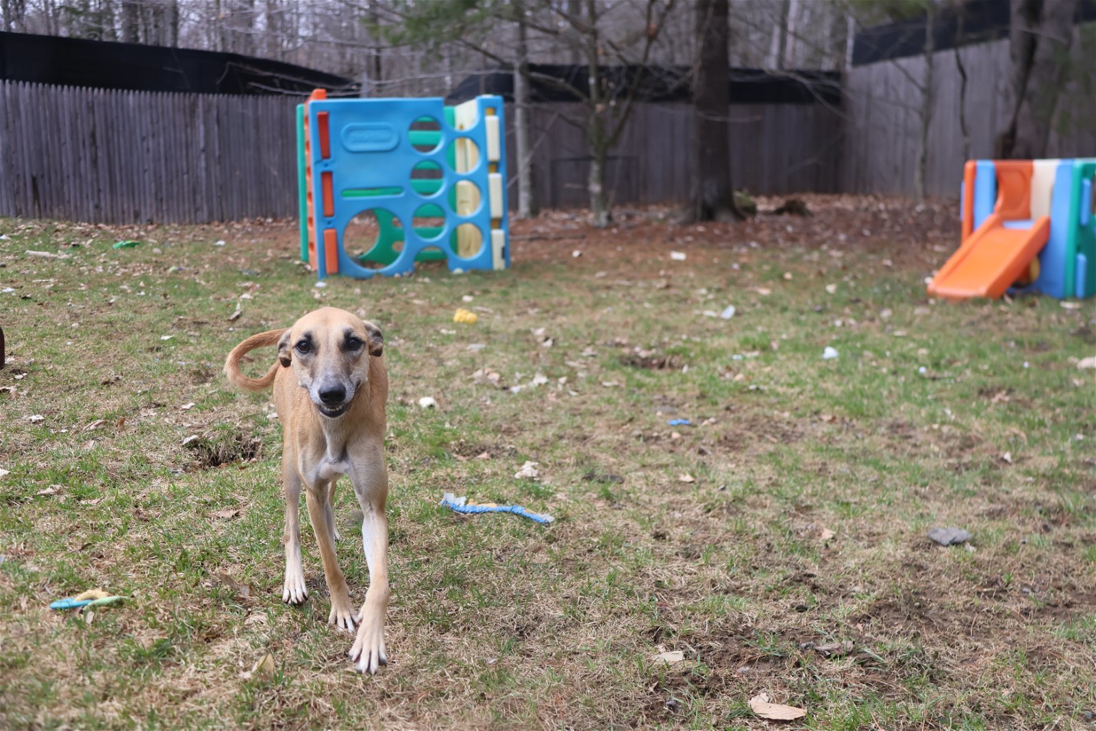 MYRTLE - Oman, an adoptable Whippet, Saluki in Sebec, ME, 04481 | Photo Image 2