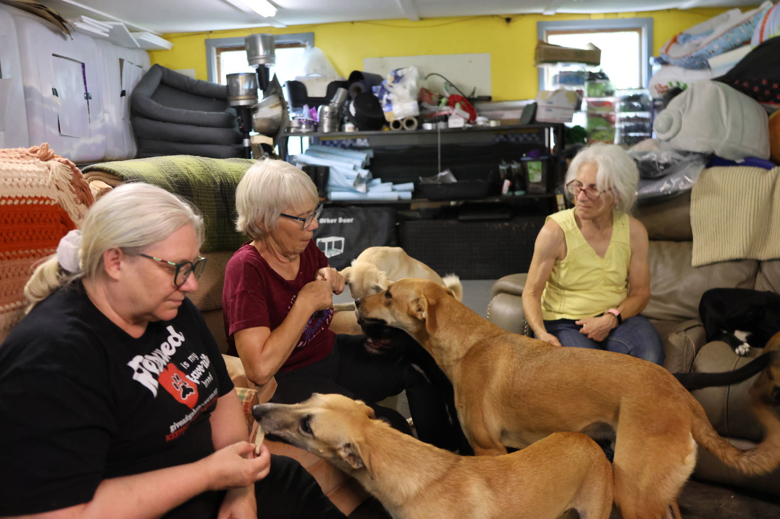 MYRTLE - $150, an adoptable Italian Greyhound, Saluki in Sebec, ME, 04481 | Photo Image 2