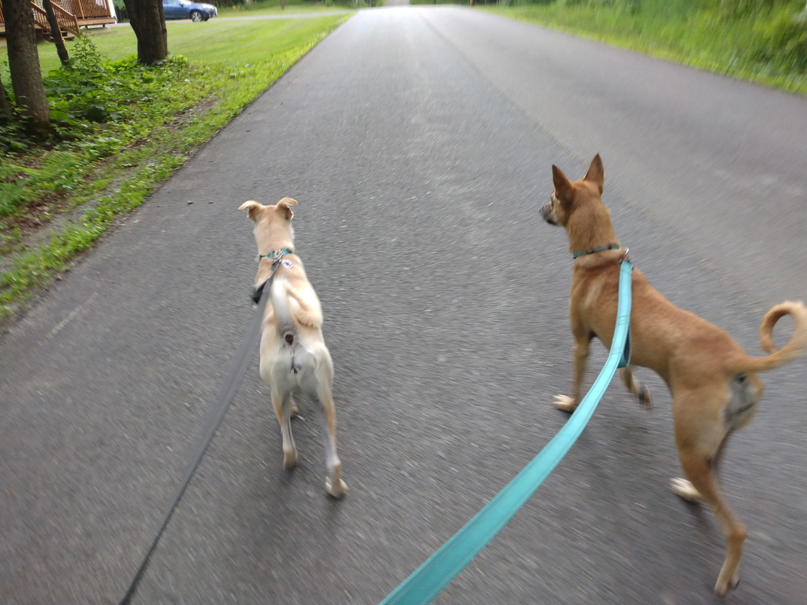 MYRTLE - $150, an adoptable Italian Greyhound, Saluki in Sebec, ME, 04481 | Photo Image 3