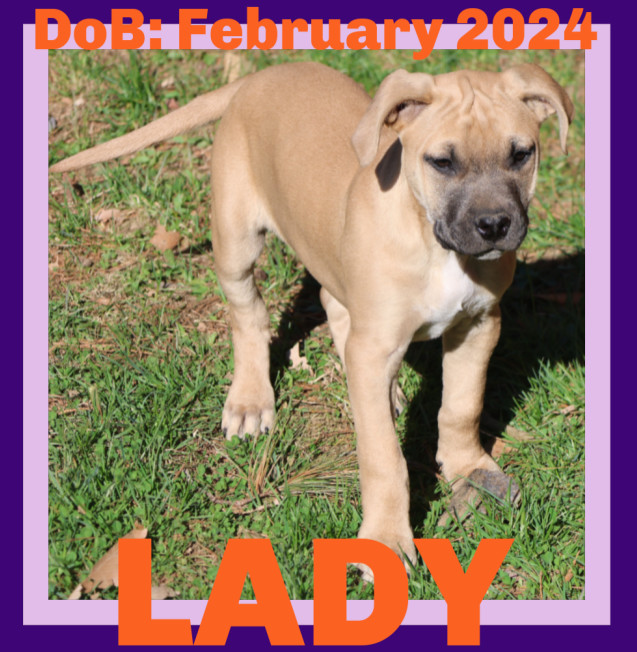 LADY, an adoptable Boxer, Labrador Retriever in Sebec, ME, 04481 | Photo Image 1