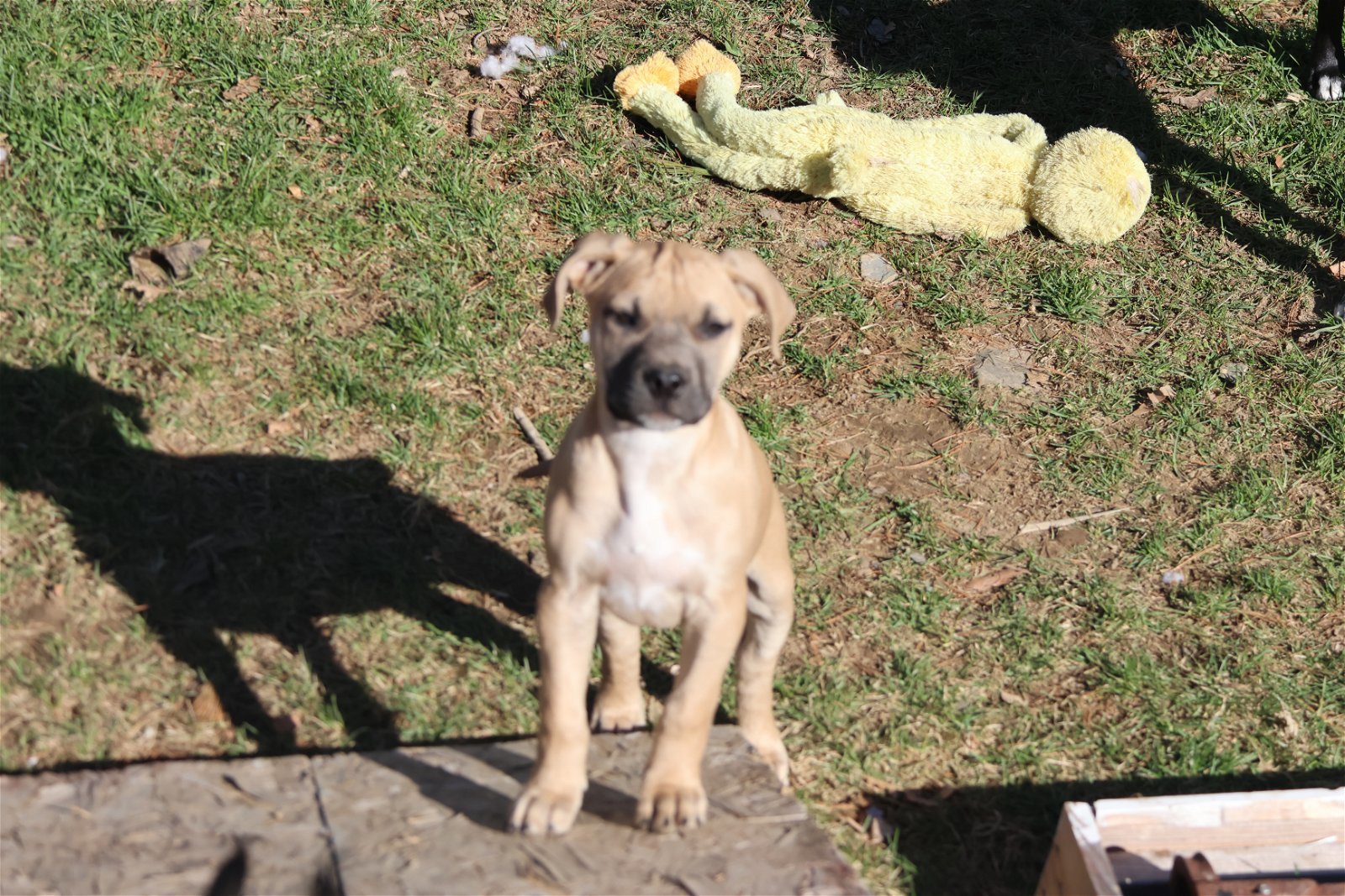 LADY, an adoptable Boxer, Labrador Retriever in Sebec, ME, 04481 | Photo Image 2