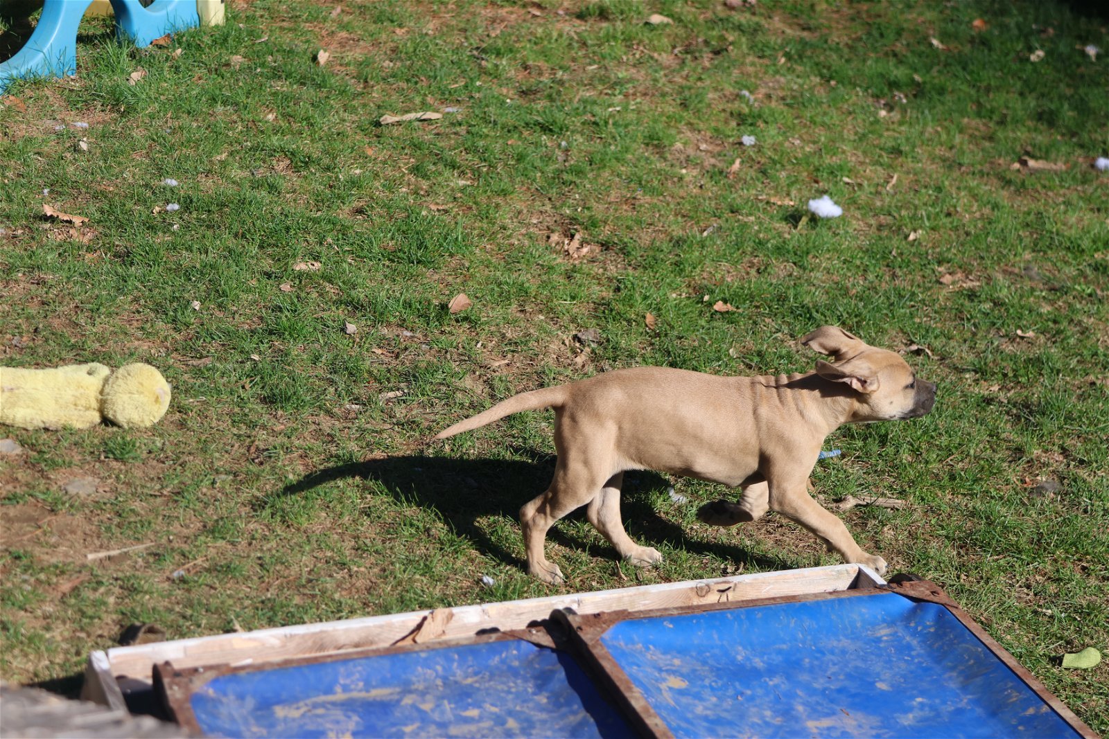LADY, an adoptable Boxer, Labrador Retriever in Sebec, ME, 04481 | Photo Image 3