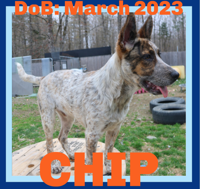 CHIP, an adoptable Australian Cattle Dog / Blue Heeler in Sebec, ME, 04481 | Photo Image 1