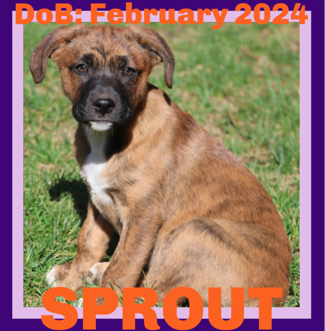 SPROUT, an adoptable Labrador Retriever in Sebec, ME, 04481 | Photo Image 1