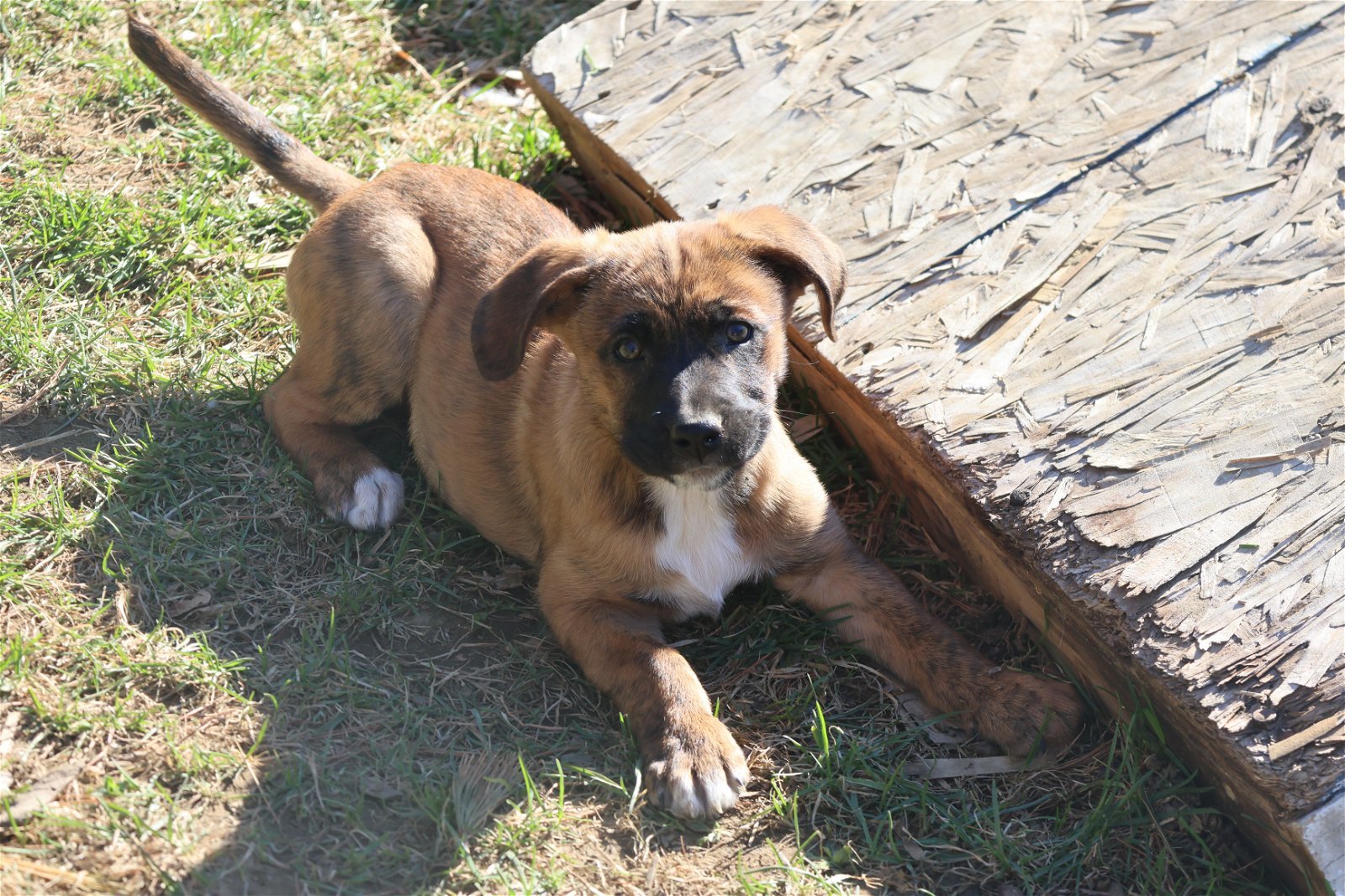 SPROUT, an adoptable Labrador Retriever in Sebec, ME, 04481 | Photo Image 2
