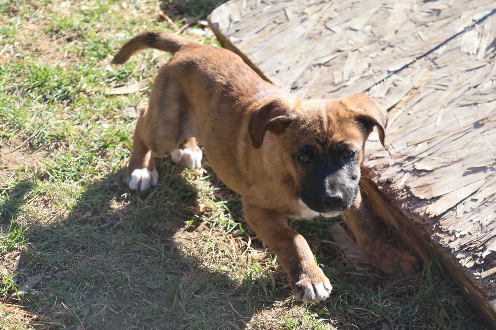 SPROUT, an adoptable Labrador Retriever in Sebec, ME, 04481 | Photo Image 3