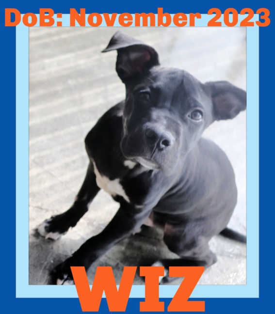 WIZ - $400, an adoptable Labrador Retriever, Pit Bull Terrier in Sebec, ME, 04481 | Photo Image 1
