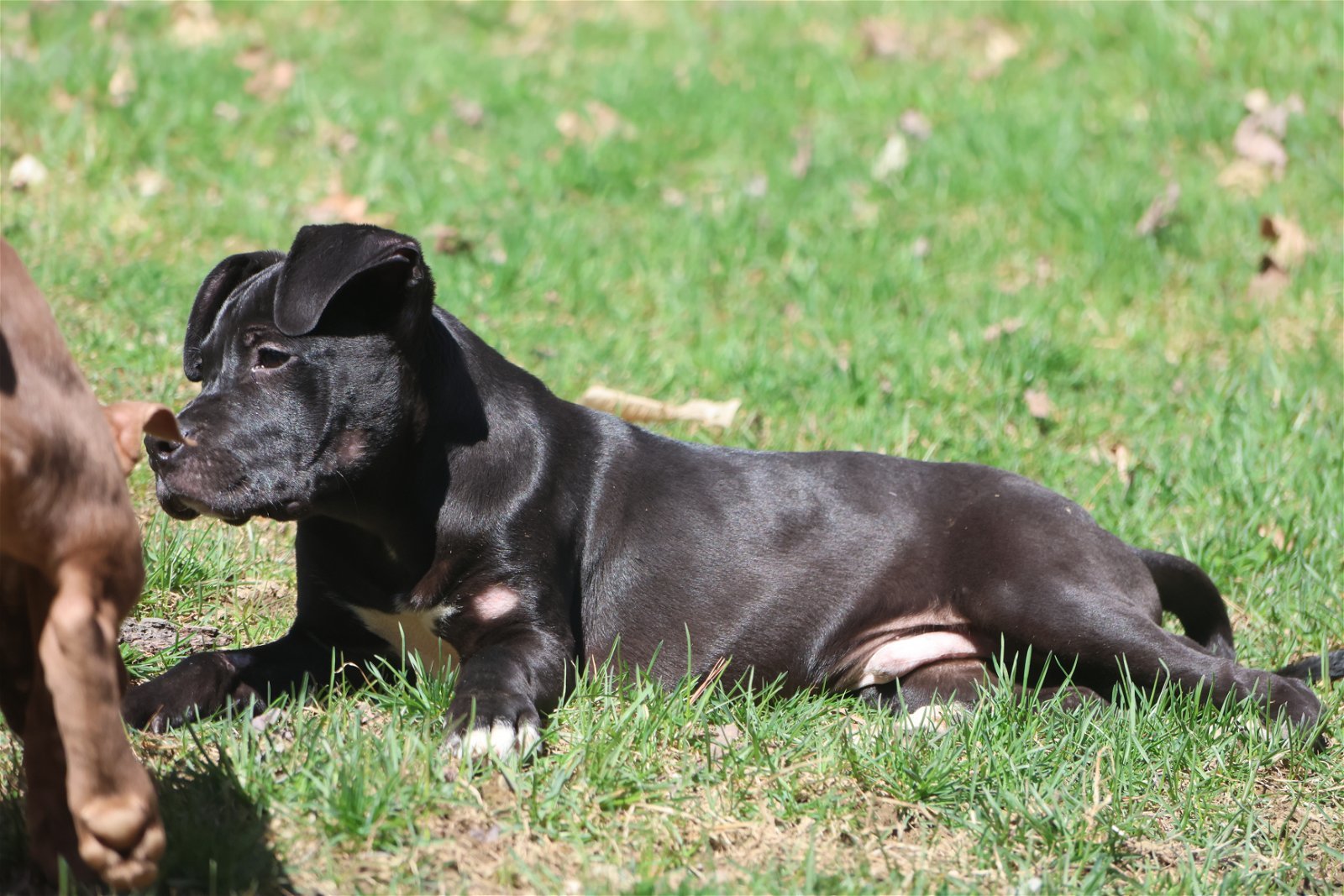 WIZ - $400, an adoptable Labrador Retriever, Pit Bull Terrier in Sebec, ME, 04481 | Photo Image 2