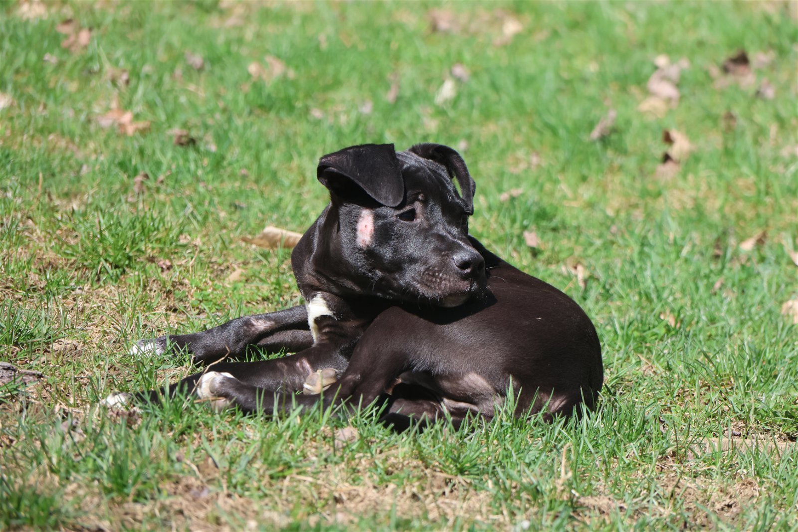 WIZ, an adoptable Labrador Retriever, Pit Bull Terrier in Sebec, ME, 04481 | Photo Image 3