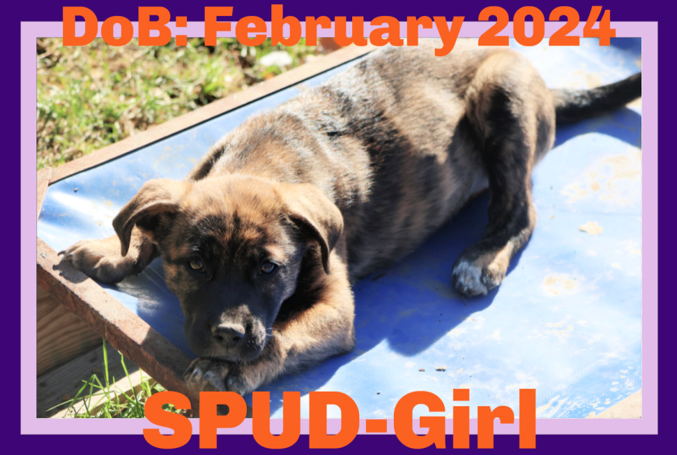 SPUD, an adoptable Labrador Retriever in Sebec, ME, 04481 | Photo Image 1